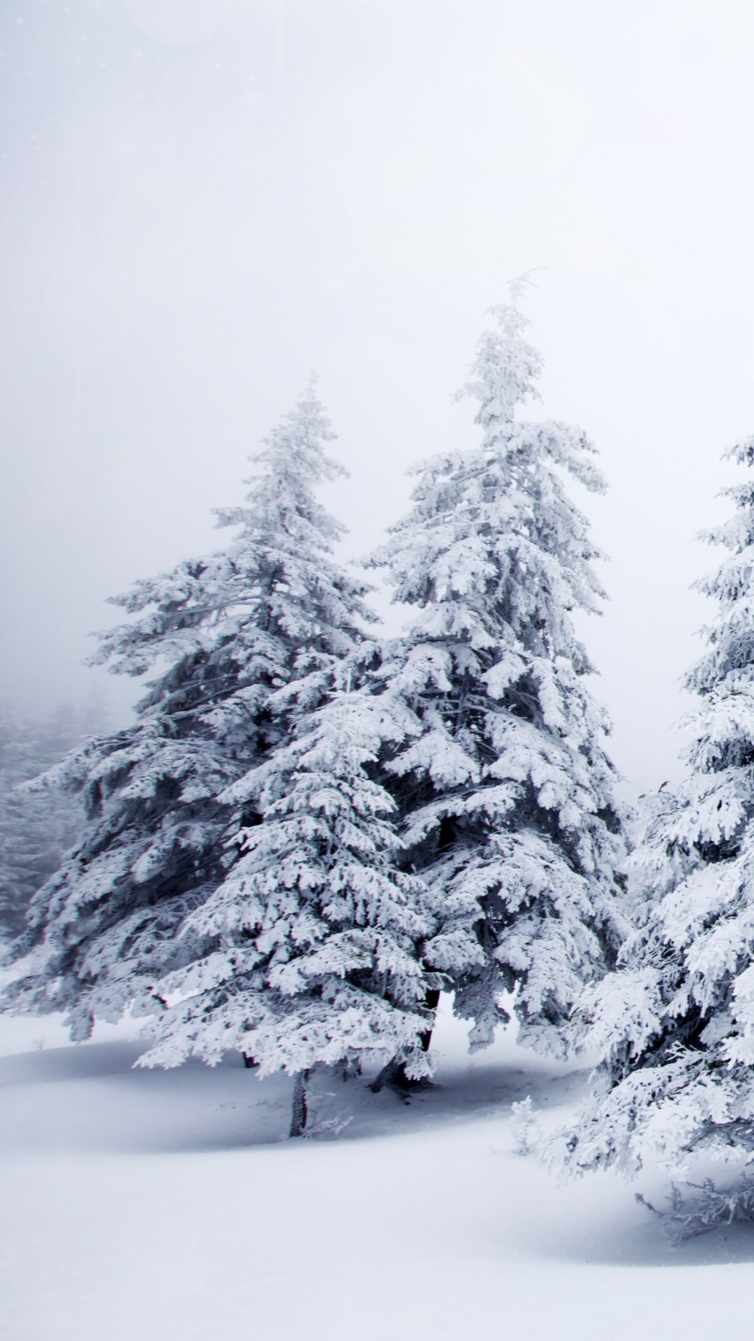Snow Covered Pine Trees During Daytime. Wallpaper in 1080x1920 Resolution