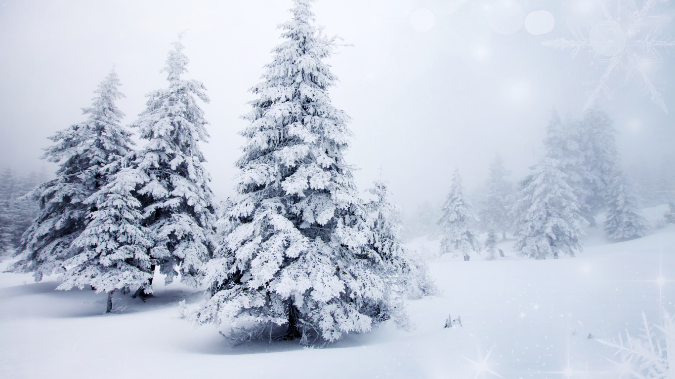 Snow Covered Pine Trees During Daytime. Wallpaper in 1366x768 Resolution