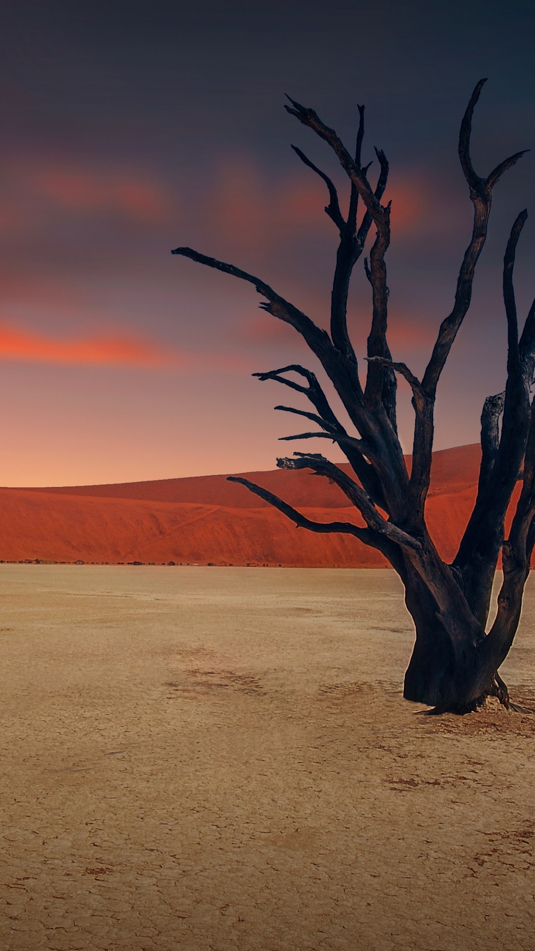 Leafless Tree on Desert During Daytime. Wallpaper in 1080x1920 Resolution