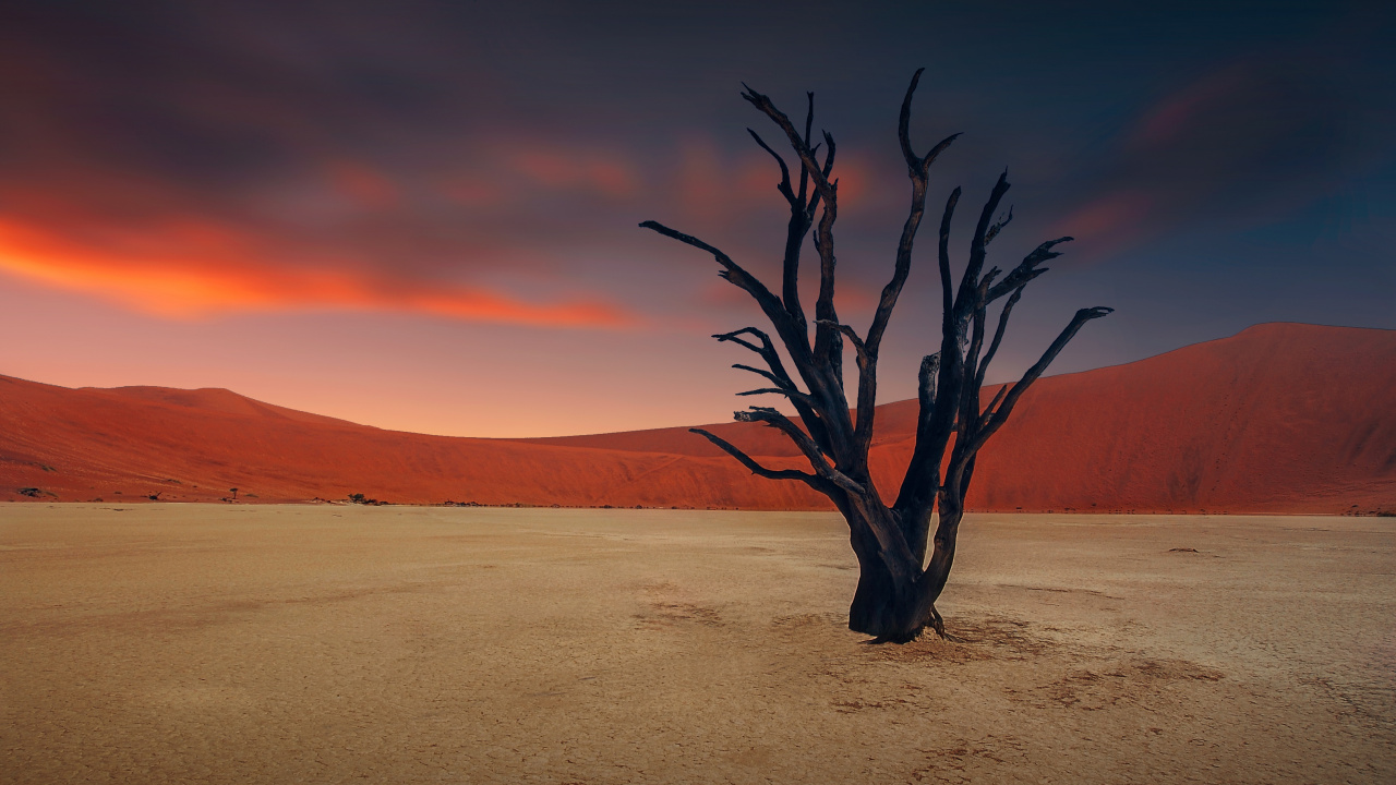 Leafless Tree on Desert During Daytime. Wallpaper in 1280x720 Resolution