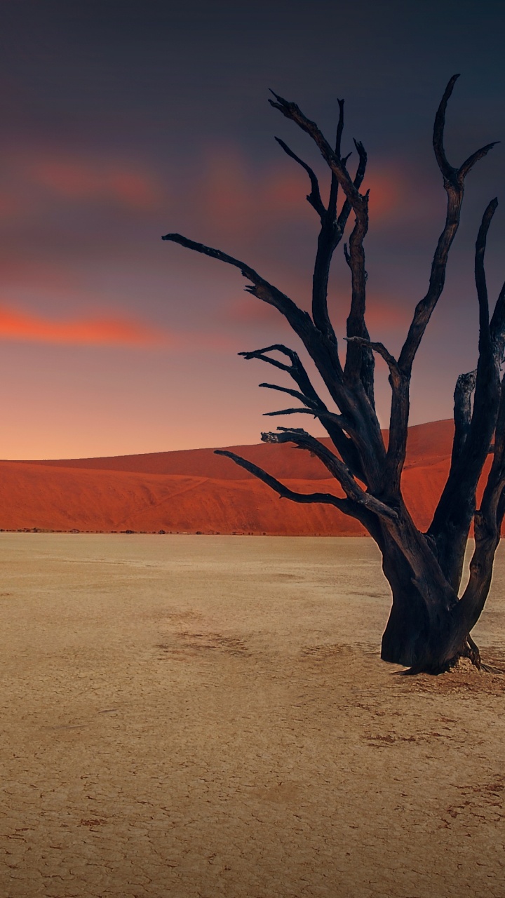 Leafless Tree on Desert During Daytime. Wallpaper in 720x1280 Resolution