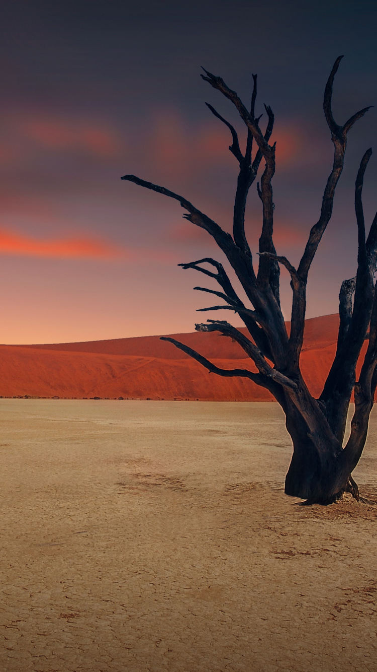 Leafless Tree on Desert During Daytime. Wallpaper in 750x1334 Resolution