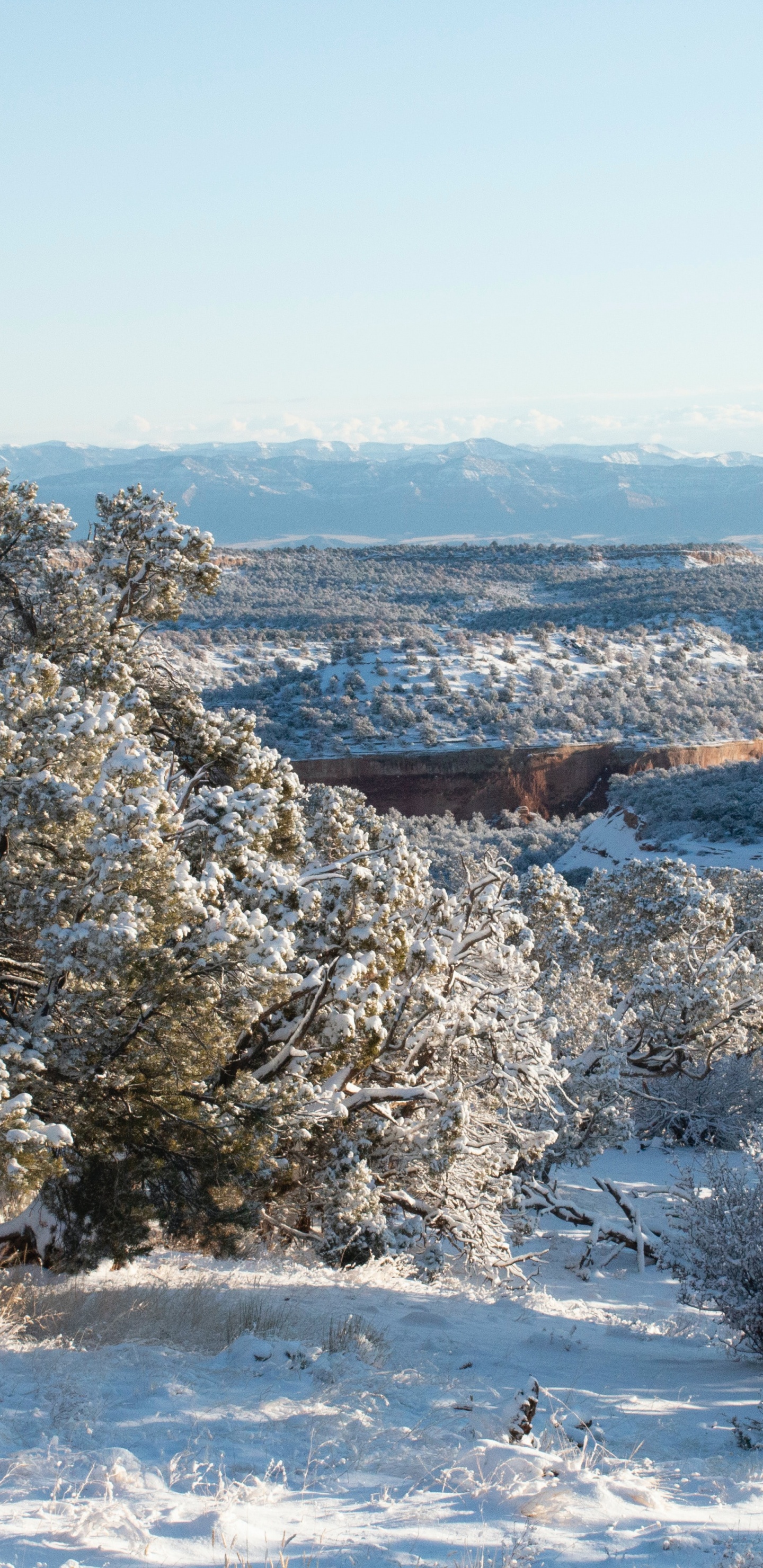 冬天, 生态系统, 科学, 生态区, 自然景观 壁纸 1440x2960 允许