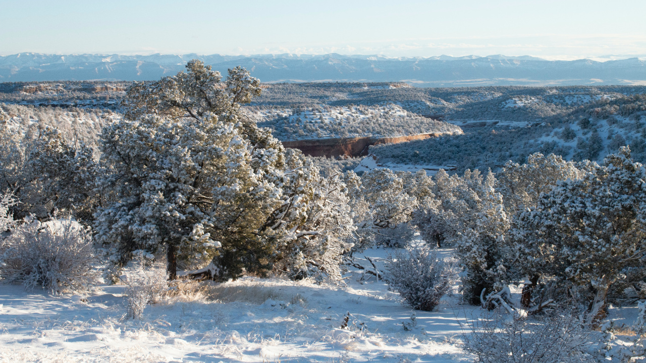 Winter, Ecosystem, Ecology, Science, Plant. Wallpaper in 1280x720 Resolution