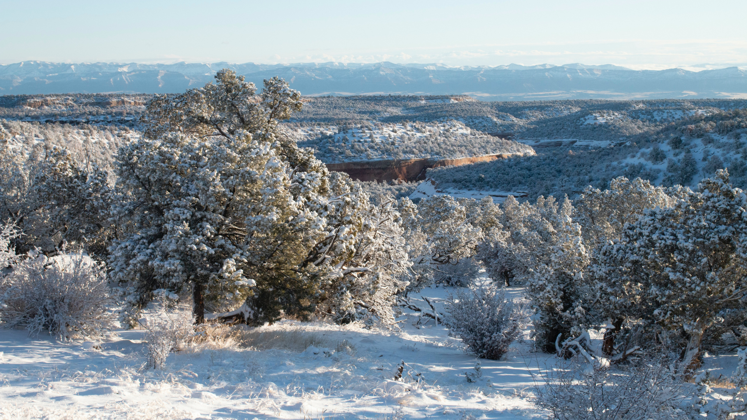 Winter, Ecosystem, Ecology, Science, Plant. Wallpaper in 2560x1440 Resolution