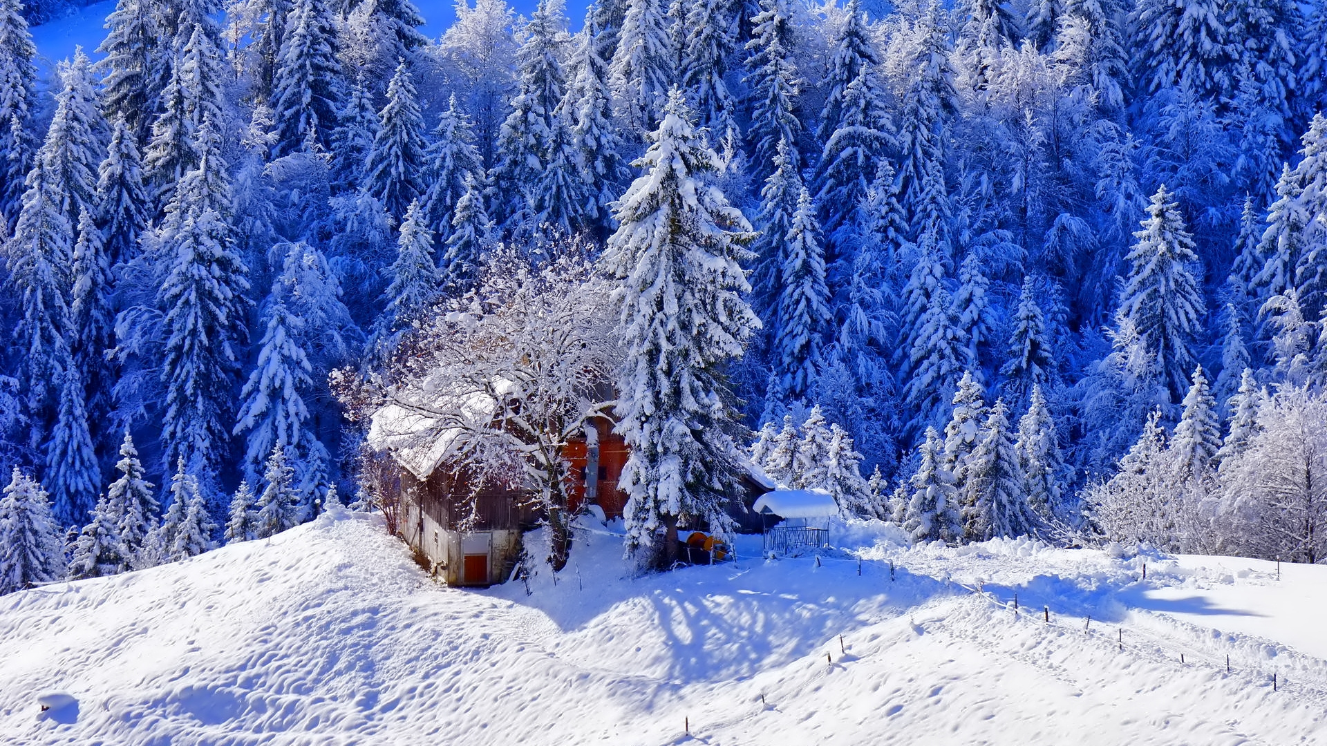 Schneebedeckte Kiefern Tagsüber. Wallpaper in 1920x1080 Resolution