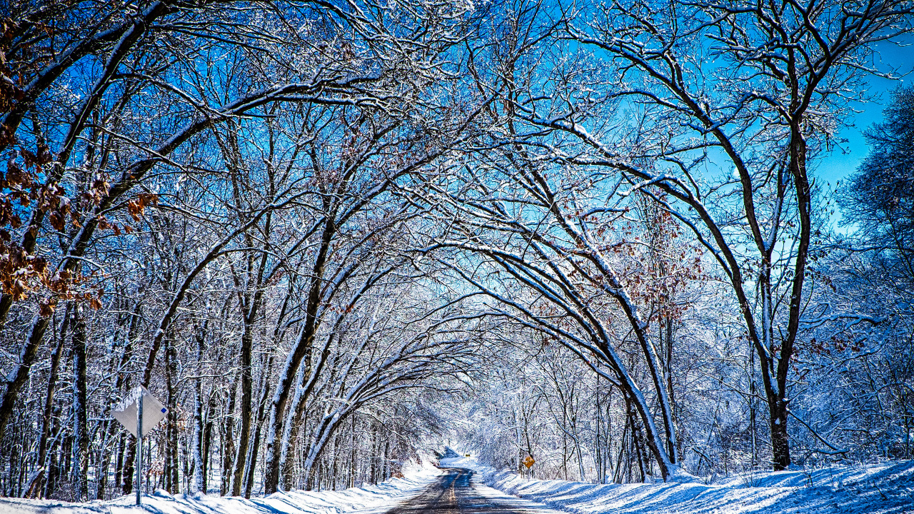 Brown Bare Trees Near Road During Daytime. Wallpaper in 1280x720 Resolution