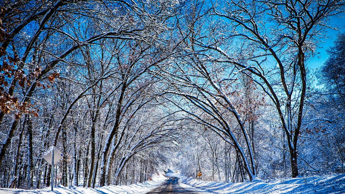 Brown Bare Trees Near Road During Daytime. Wallpaper in 1366x768 Resolution