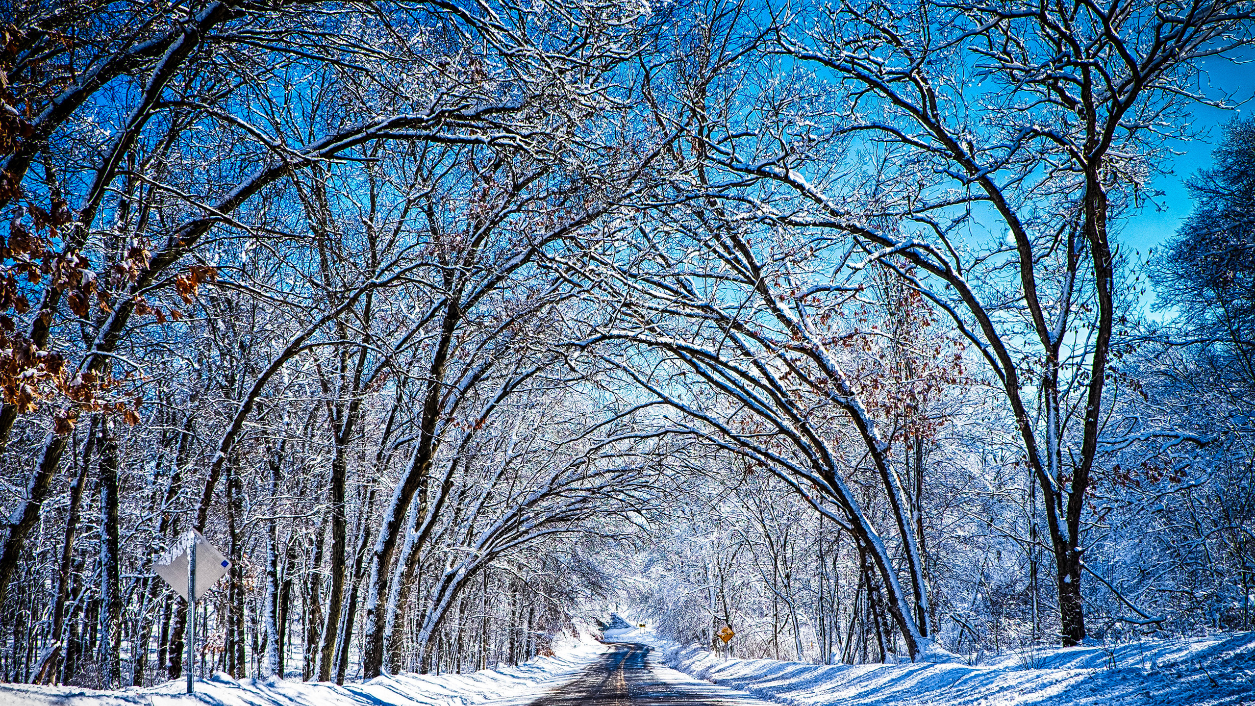 Brown Bare Trees Near Road During Daytime. Wallpaper in 2560x1440 Resolution