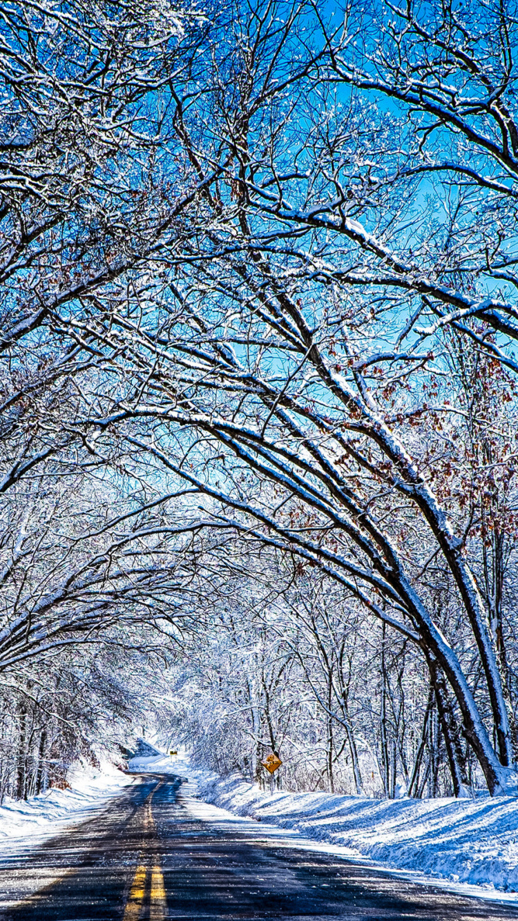 Brown Bare Trees Near Road During Daytime. Wallpaper in 750x1334 Resolution