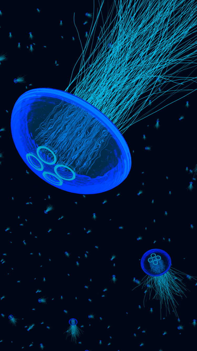 Méduse Bleue Dans L'eau Pendant la Journée. Wallpaper in 750x1334 Resolution