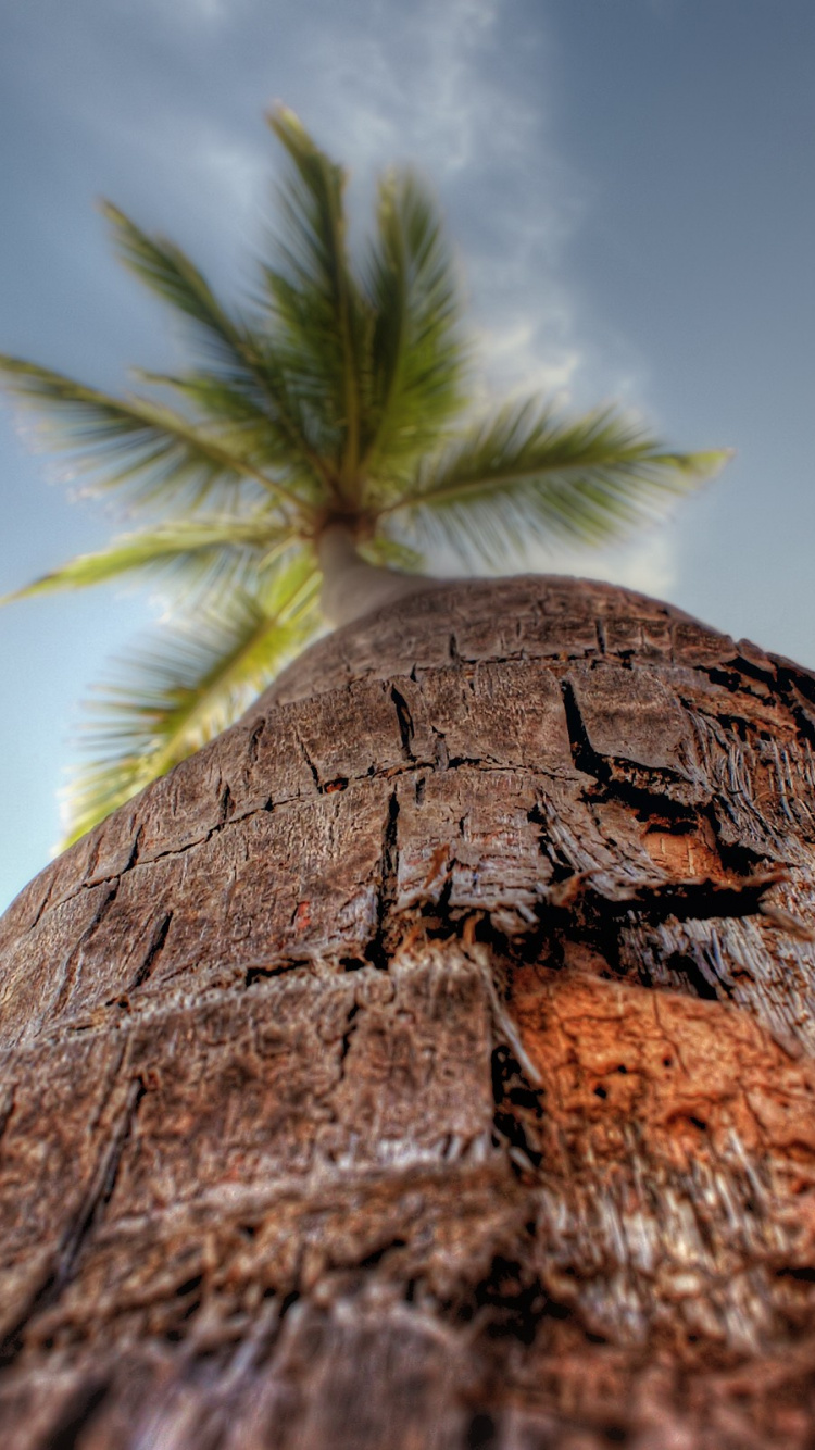 Green Palm Tree on Brown Rock Under Blue Sky During Daytime. Wallpaper in 750x1334 Resolution