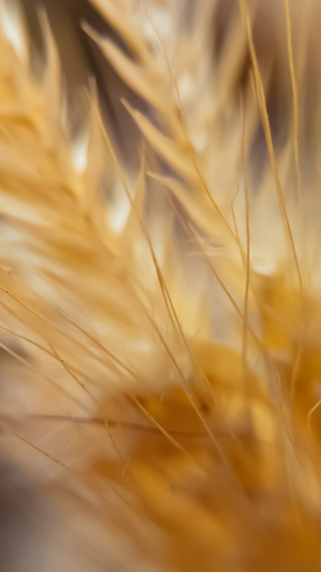 Gelbe Und Braune Pflanze in Nahaufnahme Close. Wallpaper in 1080x1920 Resolution