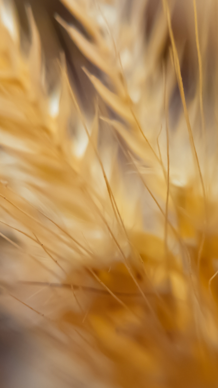 Yellow and Brown Plant in Close up Photography. Wallpaper in 750x1334 Resolution