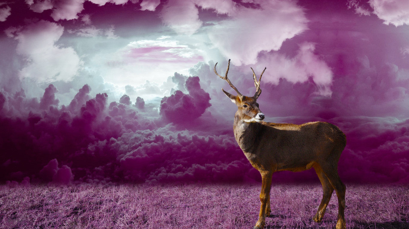 Brown Deer on Brown Grass Field Under Cloudy Sky. Wallpaper in 1366x768 Resolution