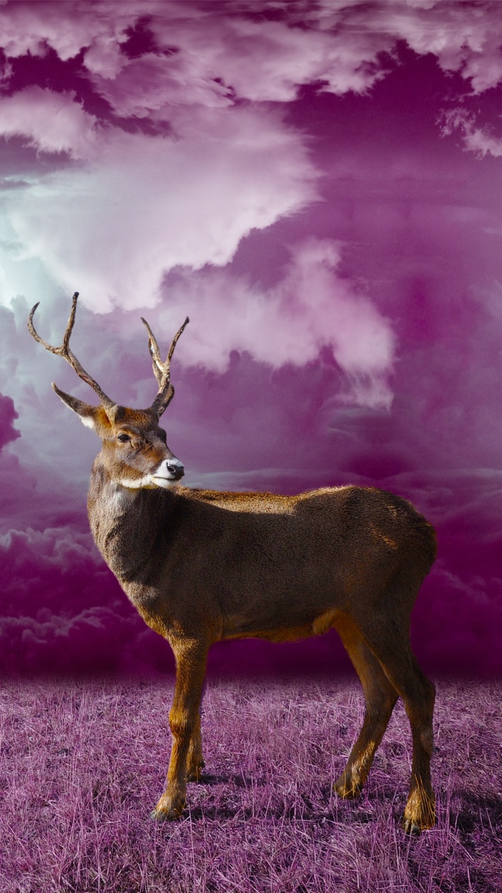 Brown Deer on Brown Grass Field Under Cloudy Sky. Wallpaper in 720x1280 Resolution