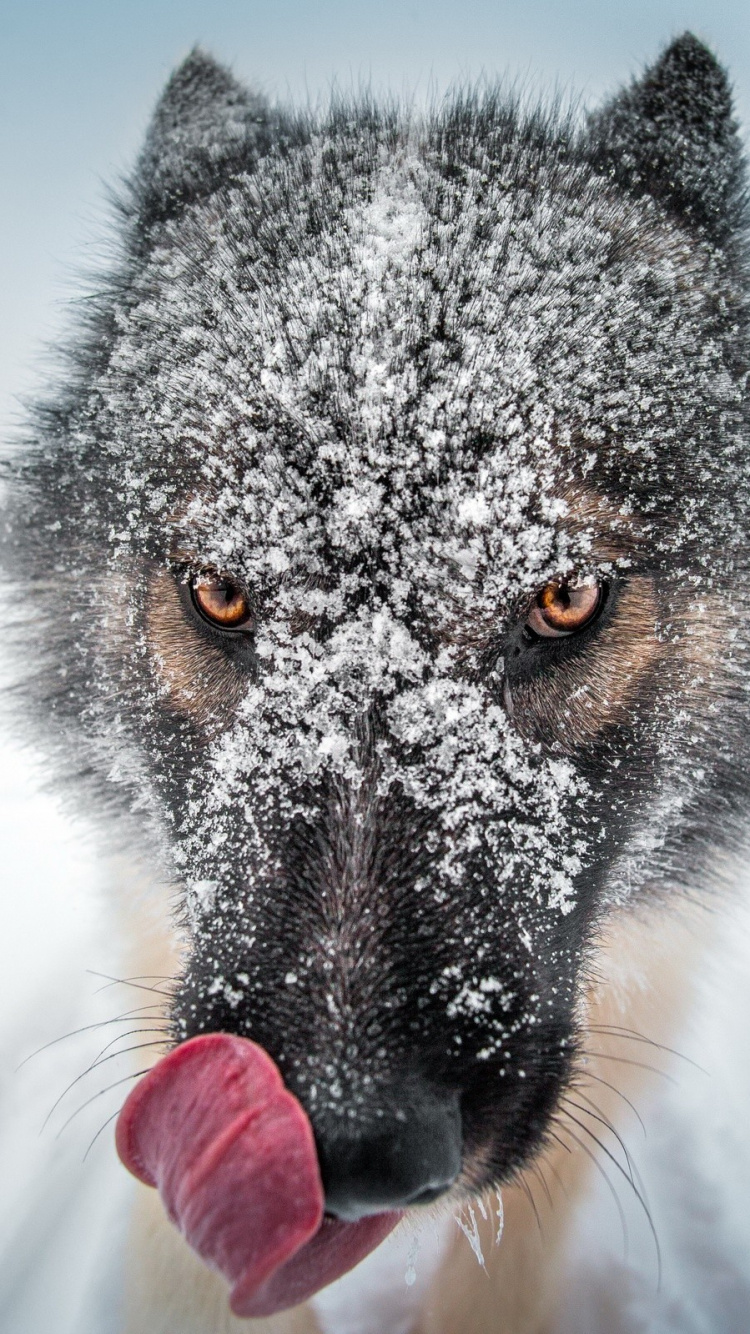 Black Wolf on Snow Covered Ground During Daytime. Wallpaper in 750x1334 Resolution