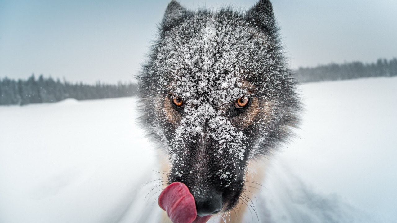 Schwarzer Wolf Auf Schneebedecktem Boden Tagsüber. Wallpaper in 1280x720 Resolution