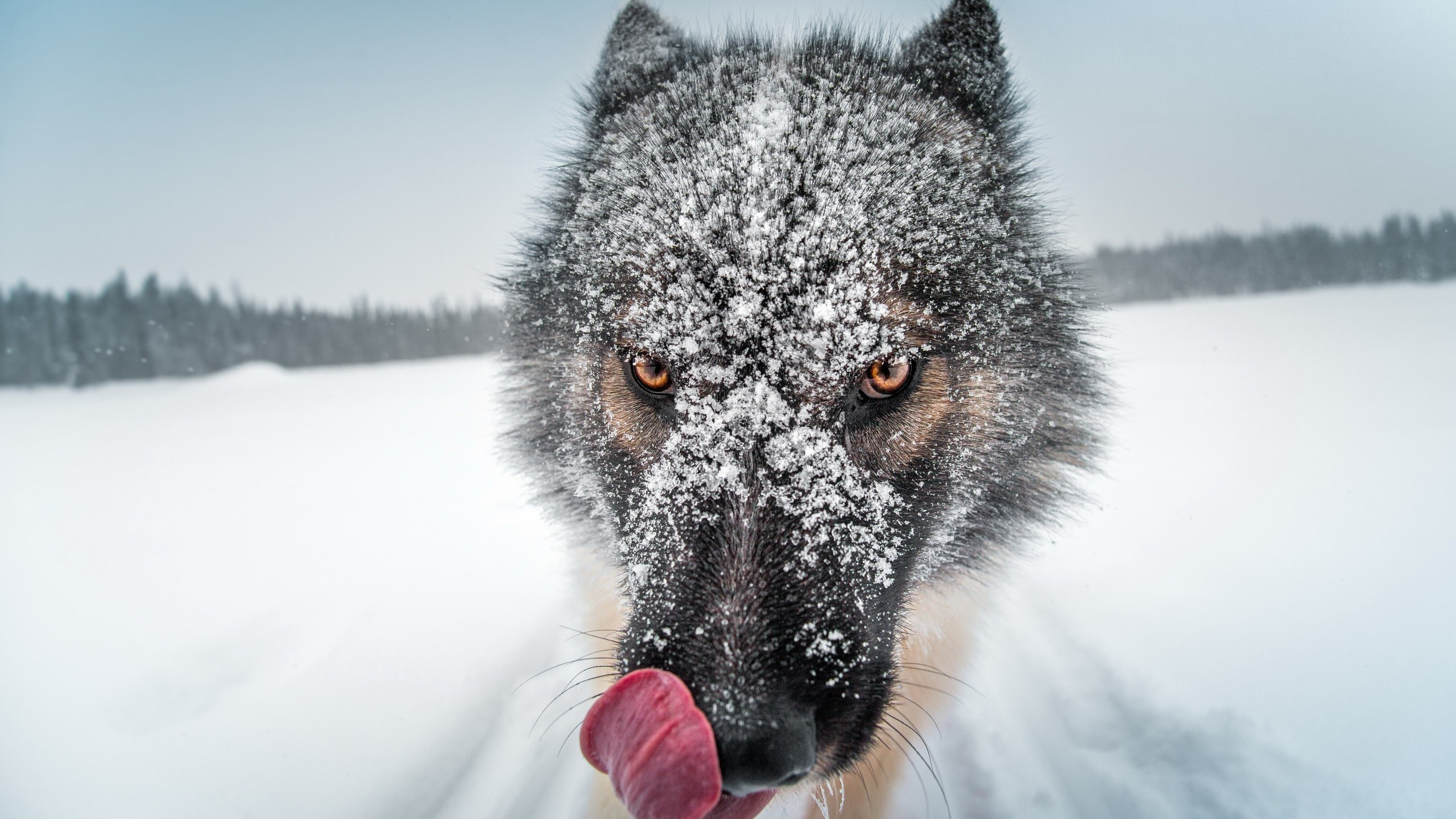 Schwarzer Wolf Auf Schneebedecktem Boden Tagsüber. Wallpaper in 2560x1440 Resolution