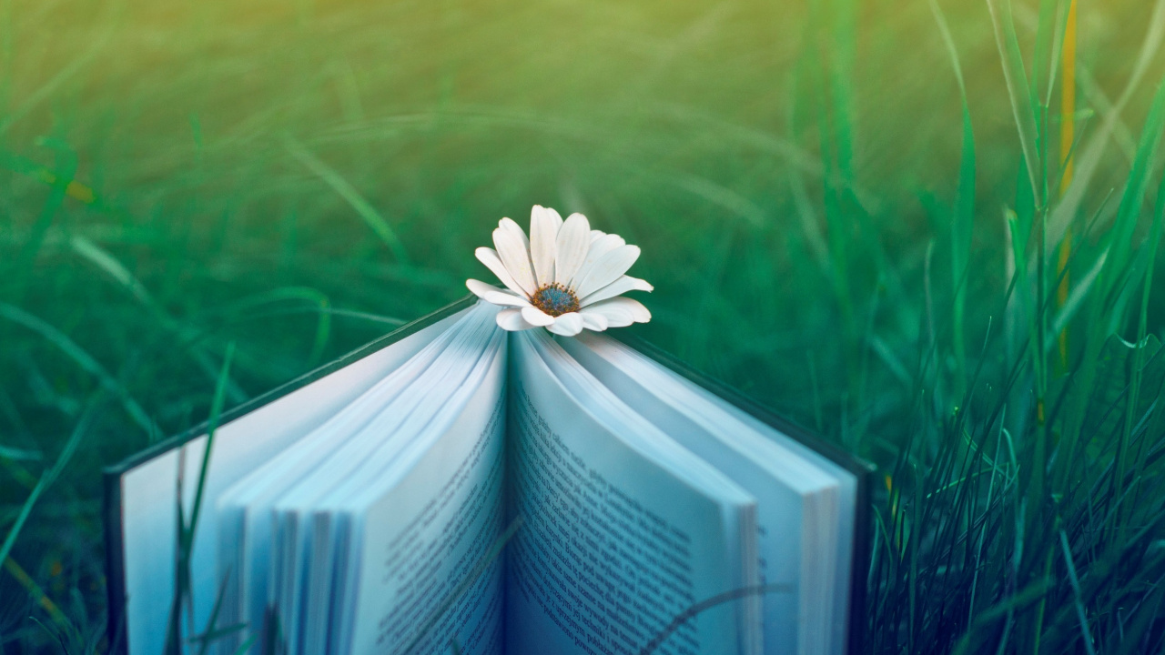 Fleur Blanche Sur la Page du Livre. Wallpaper in 1280x720 Resolution