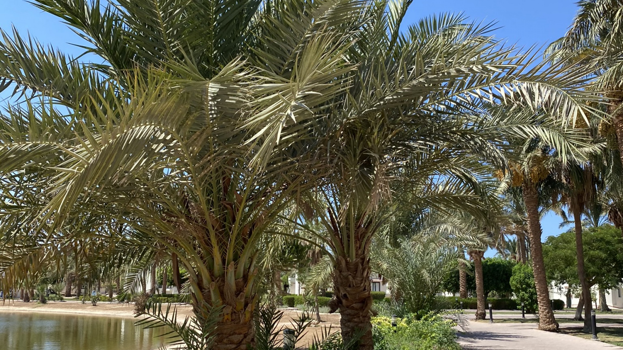 Date Palm, Oil Palms, Plants, Science, Biology. Wallpaper in 1280x720 Resolution