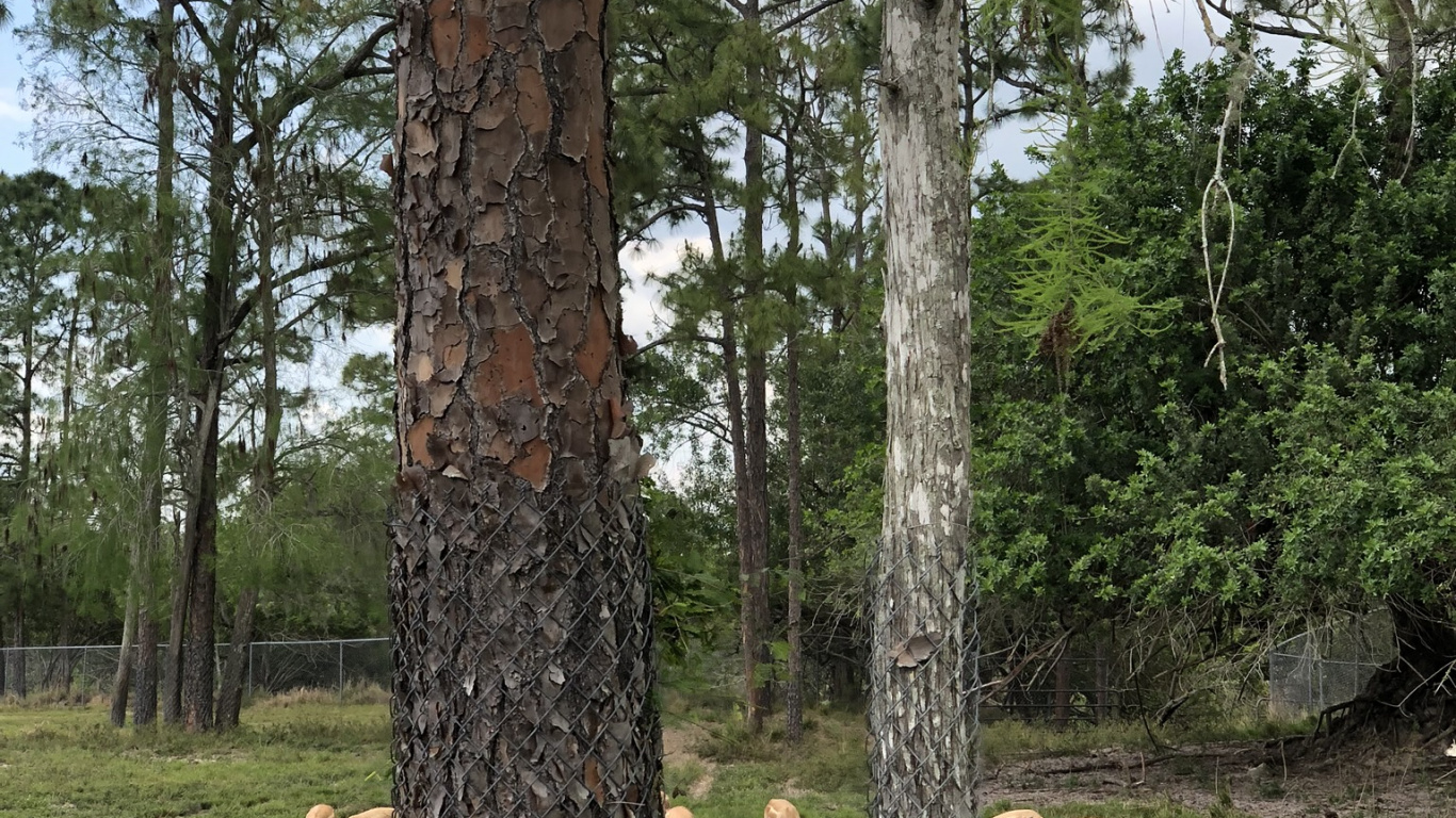 Trunk, Wood, Biome, Science, Biology. Wallpaper in 1366x768 Resolution