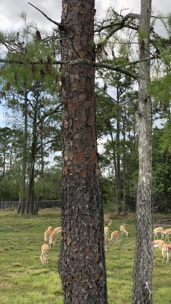 Trunk, Wood, Biome, Science, Biology. Wallpaper in 720x1280 Resolution