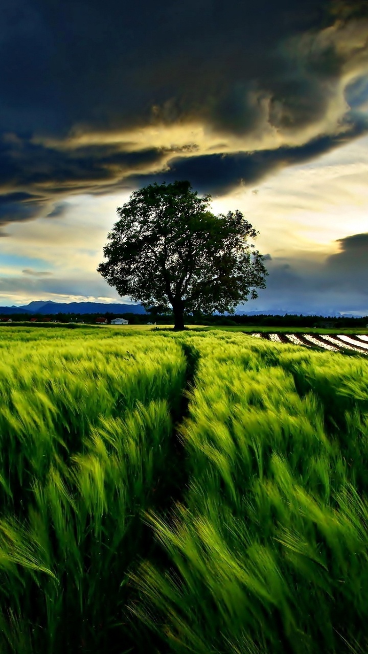 Green Grass Field Under Cloudy Sky During Daytime. Wallpaper in 720x1280 Resolution