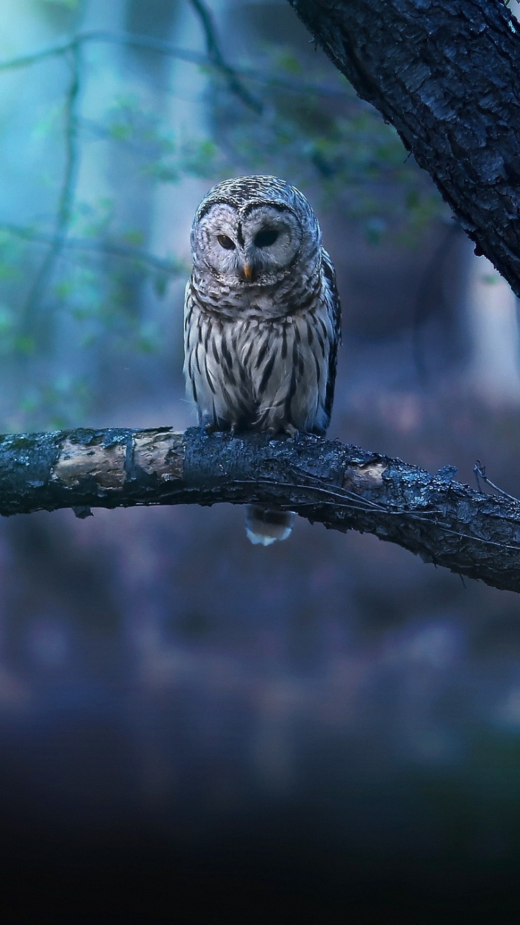 Eule Thront Auf Einem Ast. Wallpaper in 750x1334 Resolution