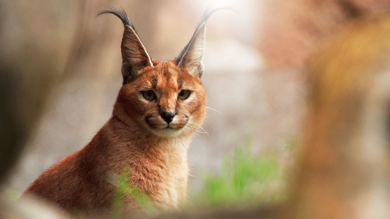 Braune Und Schwarze Katze Auf Grünem Gras Tagsüber. Wallpaper in 1366x768 Resolution