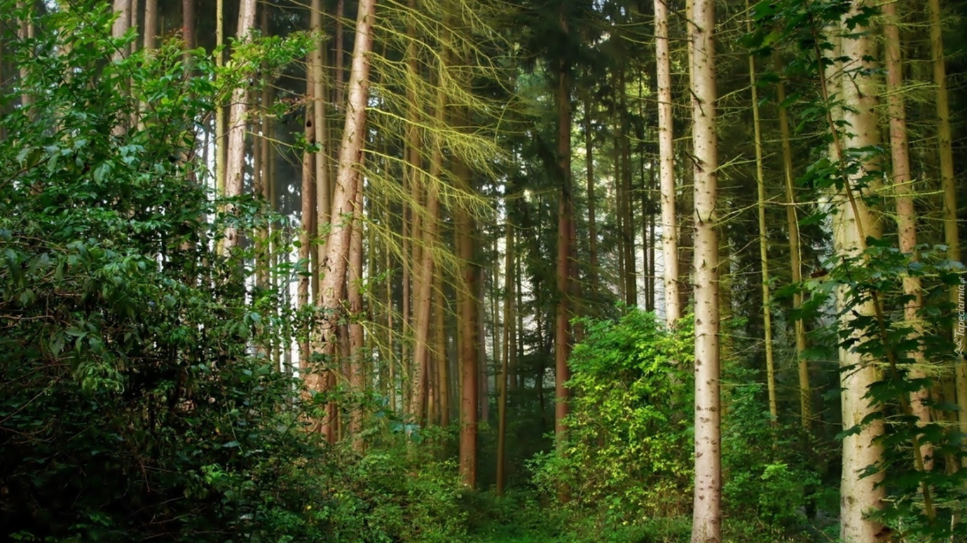 Arbres et Plantes Verts Pendant la Journée. Wallpaper in 1366x768 Resolution