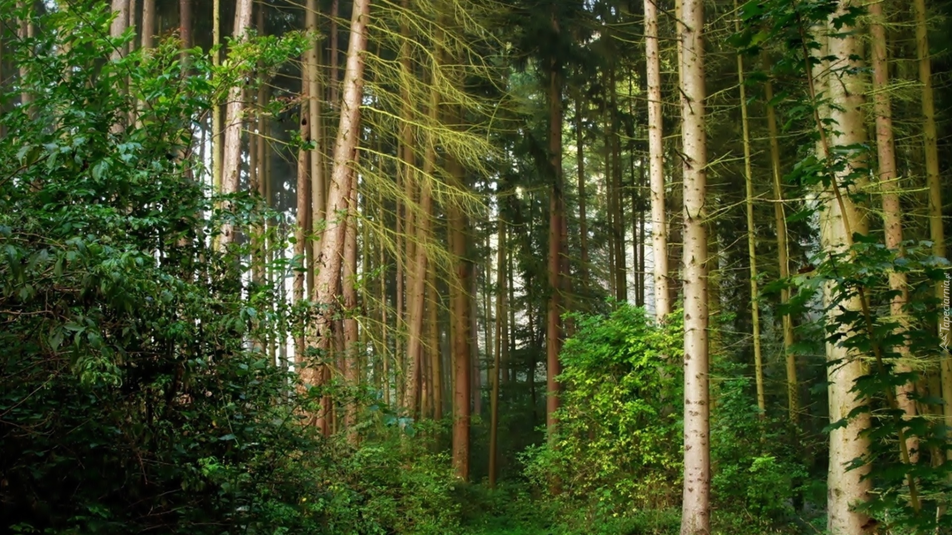 Arbres et Plantes Verts Pendant la Journée. Wallpaper in 1920x1080 Resolution