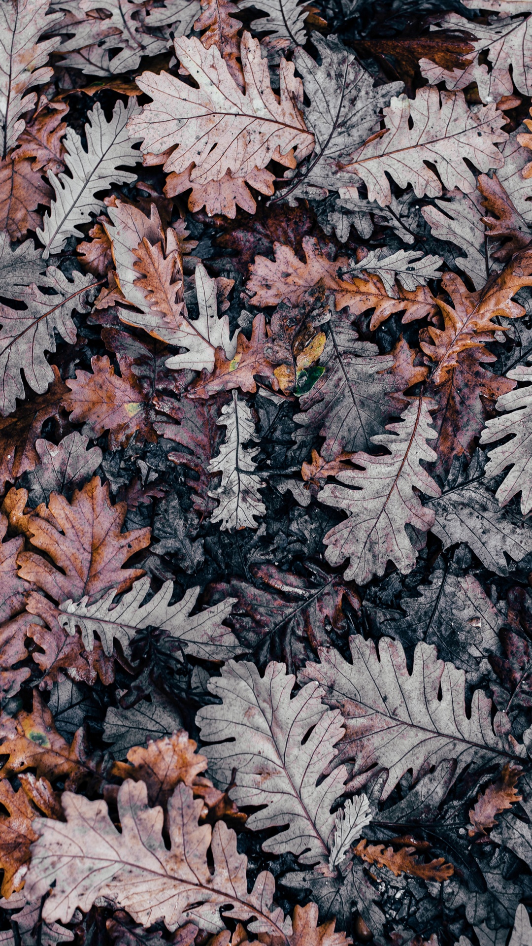Ios, Autumn, Leaf, Woody Plant, Deciduous. Wallpaper in 1080x1920 Resolution