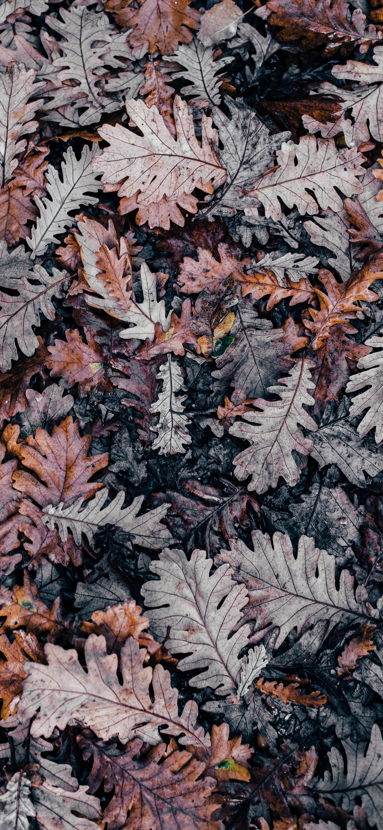 IOS, Feuille, Plantes Ligneuses, Feuilles Caduques, la Feuille D'érable. Wallpaper in 1242x2688 Resolution