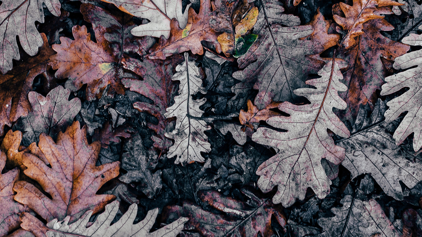 Ios, Herbst, Blatt, Woody Pflanze, Laub. Wallpaper in 1366x768 Resolution