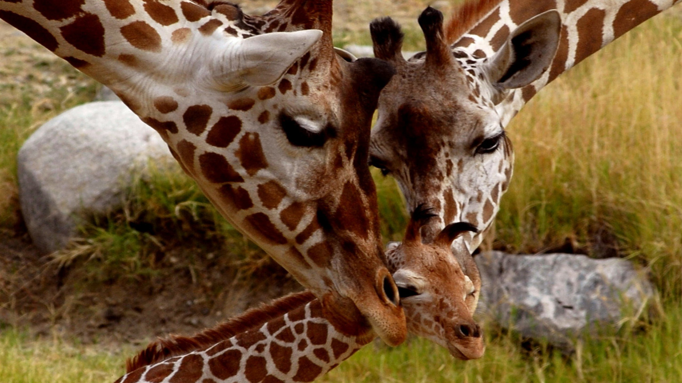 Brown and White Giraffe Eating Grass. Wallpaper in 1366x768 Resolution