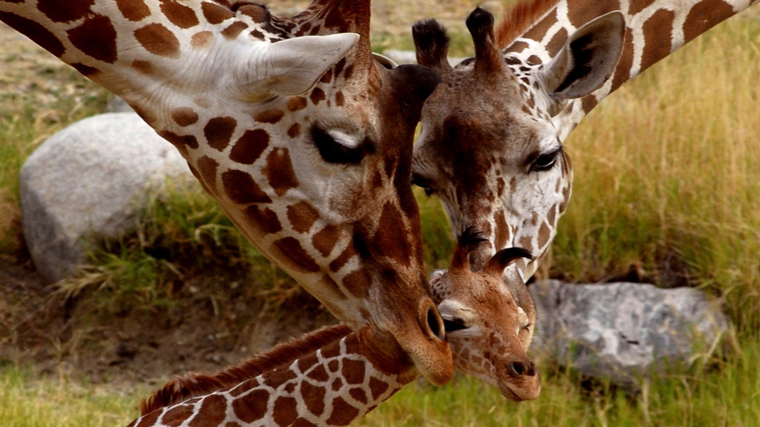 Brown and White Giraffe Eating Grass. Wallpaper in 2560x1440 Resolution