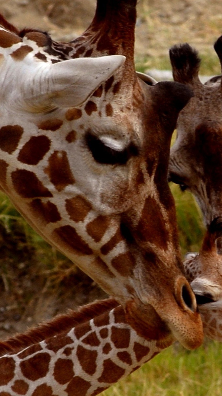 Brown and White Giraffe Eating Grass. Wallpaper in 720x1280 Resolution