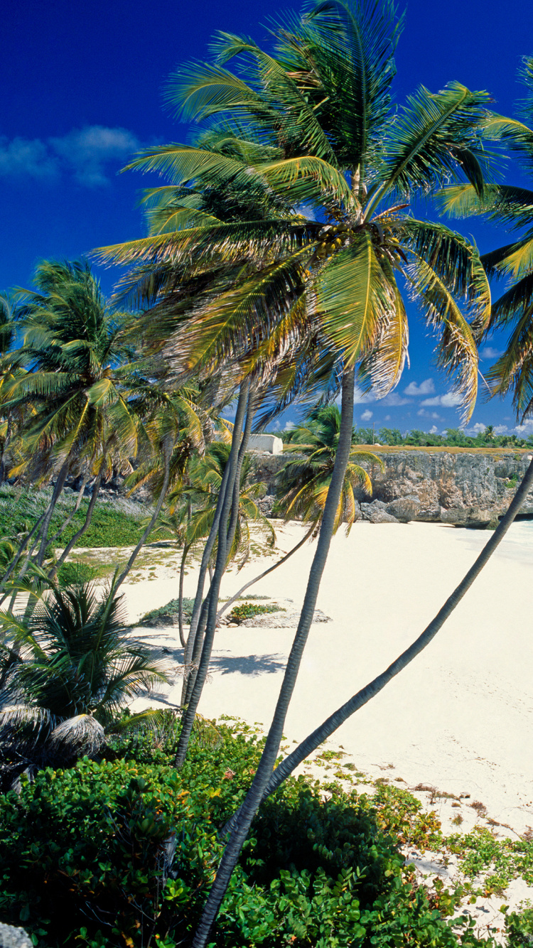 Palm Tree on Beach Shore During Daytime. Wallpaper in 750x1334 Resolution
