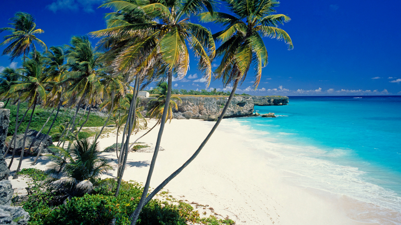 Palmier Sur le Rivage de la Plage Pendant la Journée. Wallpaper in 1366x768 Resolution