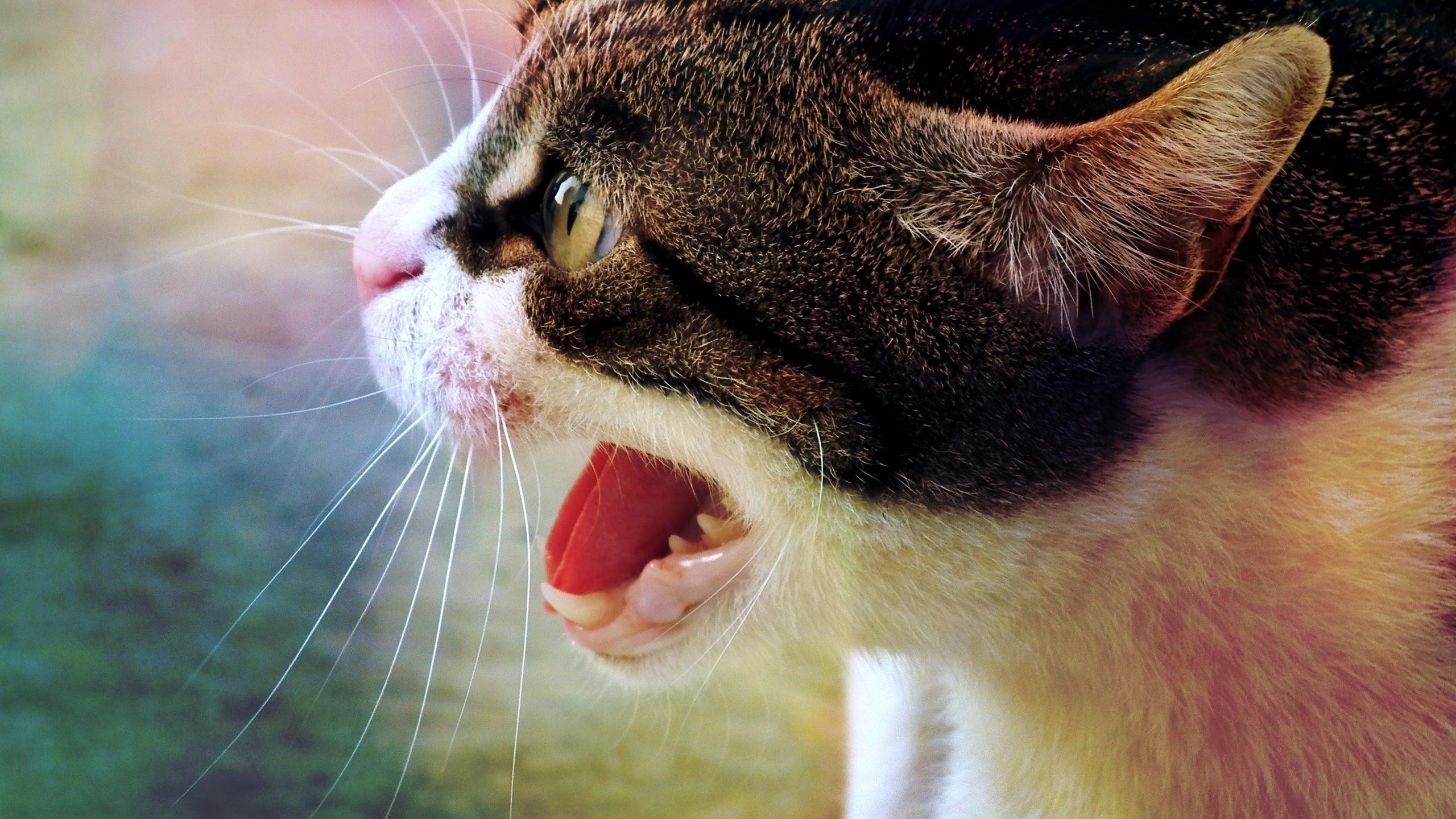 Gato Atigrado Marrón y Blanco. Wallpaper in 2560x1440 Resolution