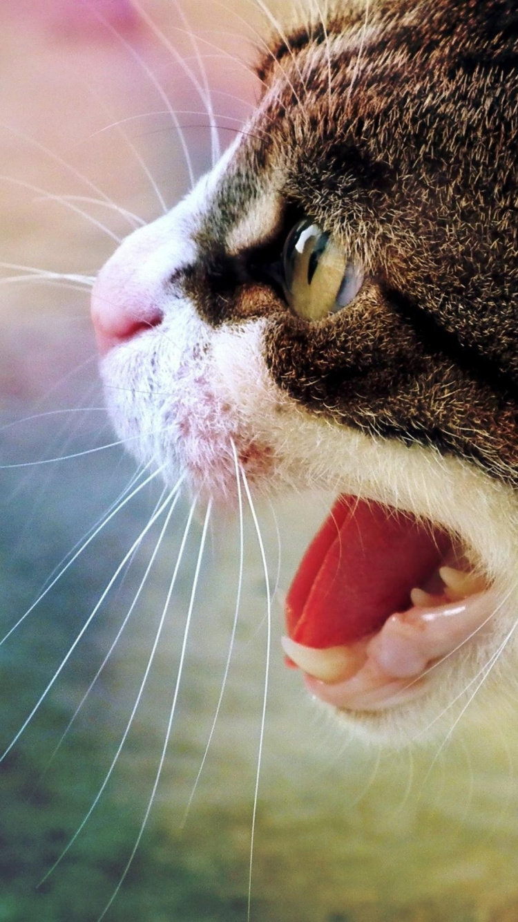 Gato Atigrado Marrón y Blanco. Wallpaper in 750x1334 Resolution