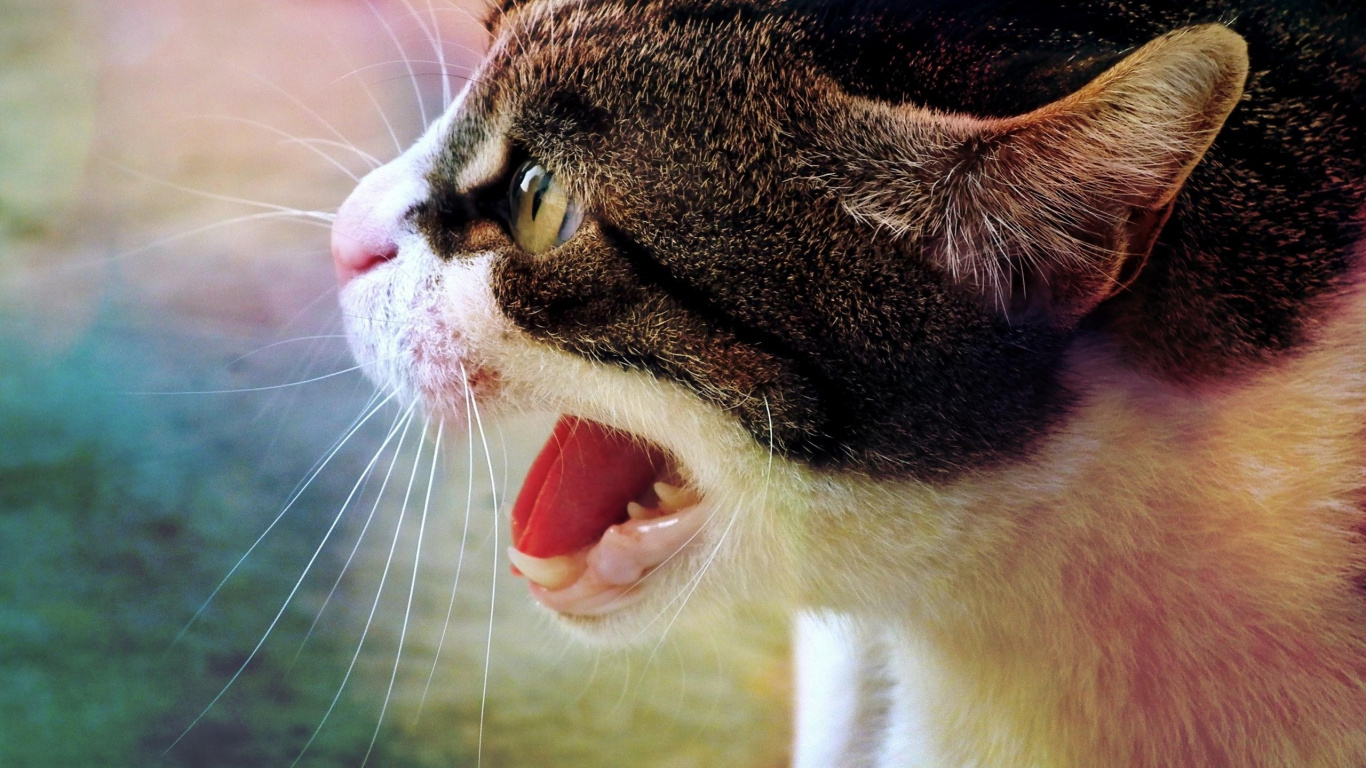 Chat Tigré Brun et Blanc. Wallpaper in 1366x768 Resolution