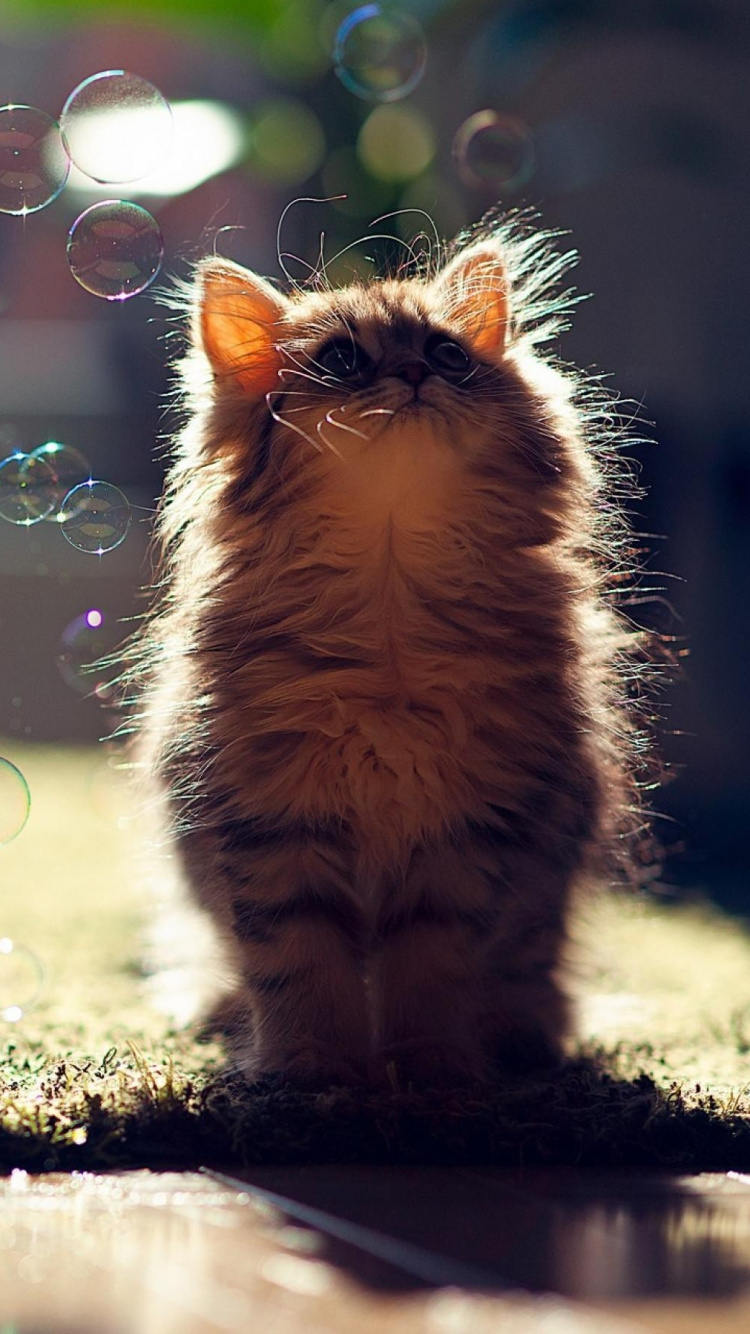 Chaton, Chat, la Gentillesse, Moustache, Animal. Wallpaper in 750x1334 Resolution