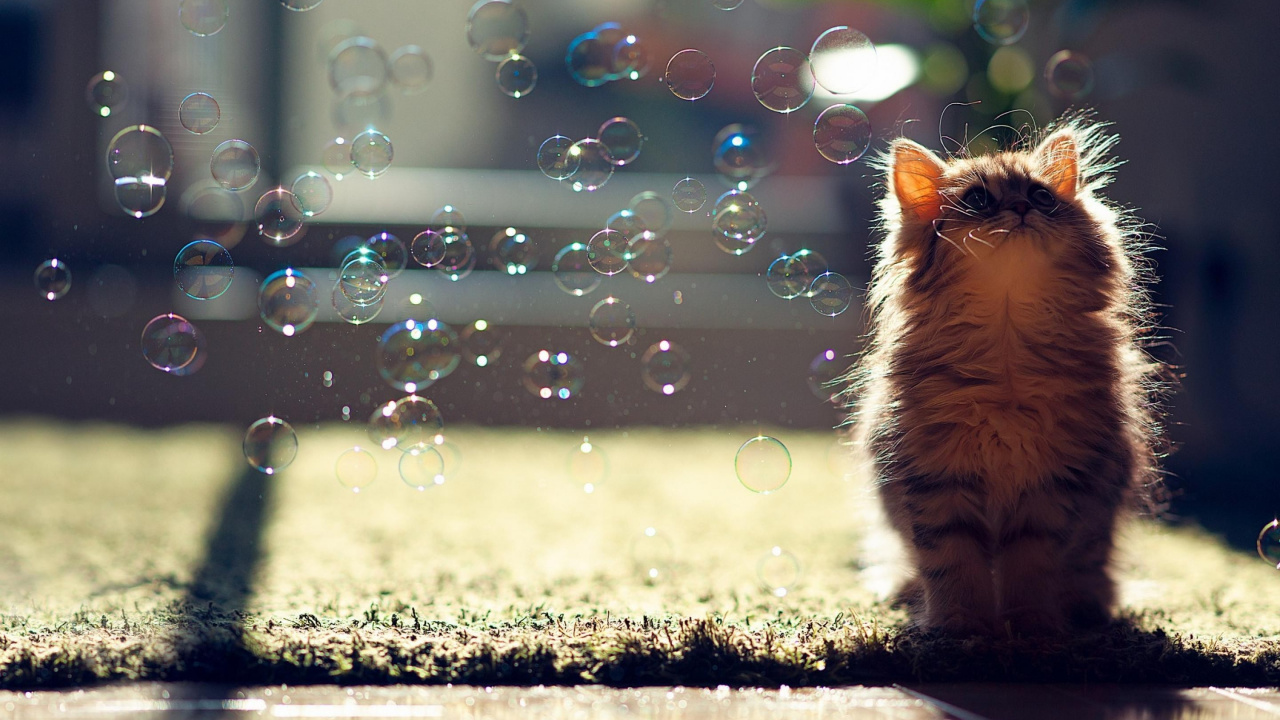 Kätzchen, Katze, Niedlichkeit, Backenbart, Sonnenlicht. Wallpaper in 1280x720 Resolution