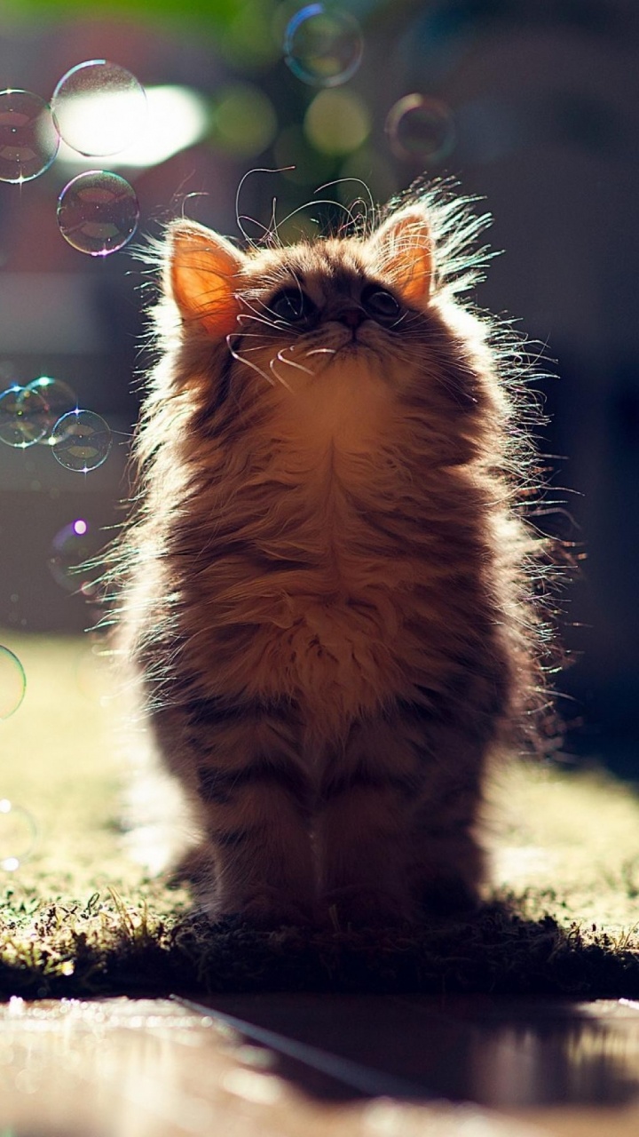 Kätzchen, Katze, Niedlichkeit, Backenbart, Sonnenlicht. Wallpaper in 720x1280 Resolution