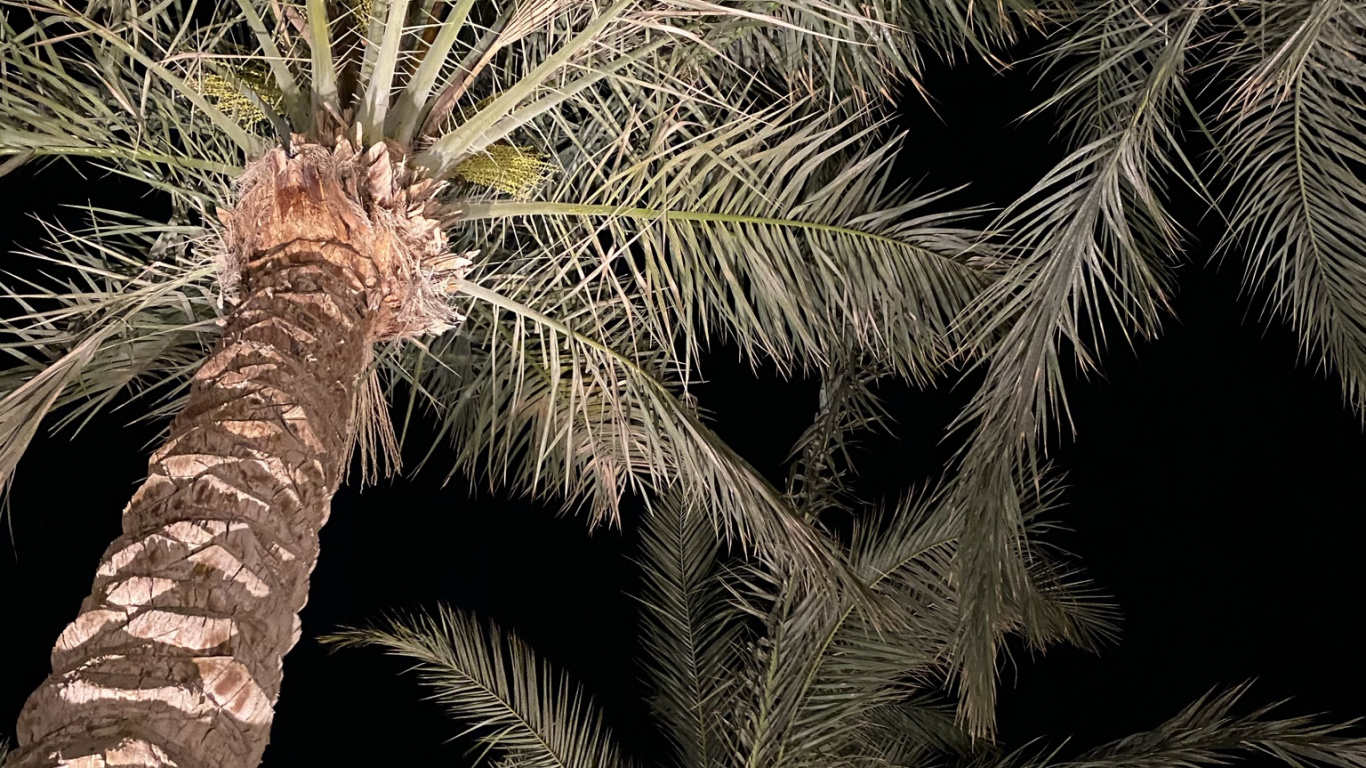 Vegetation, Palm Trees, Date Palm, Plant, Nature. Wallpaper in 1366x768 Resolution