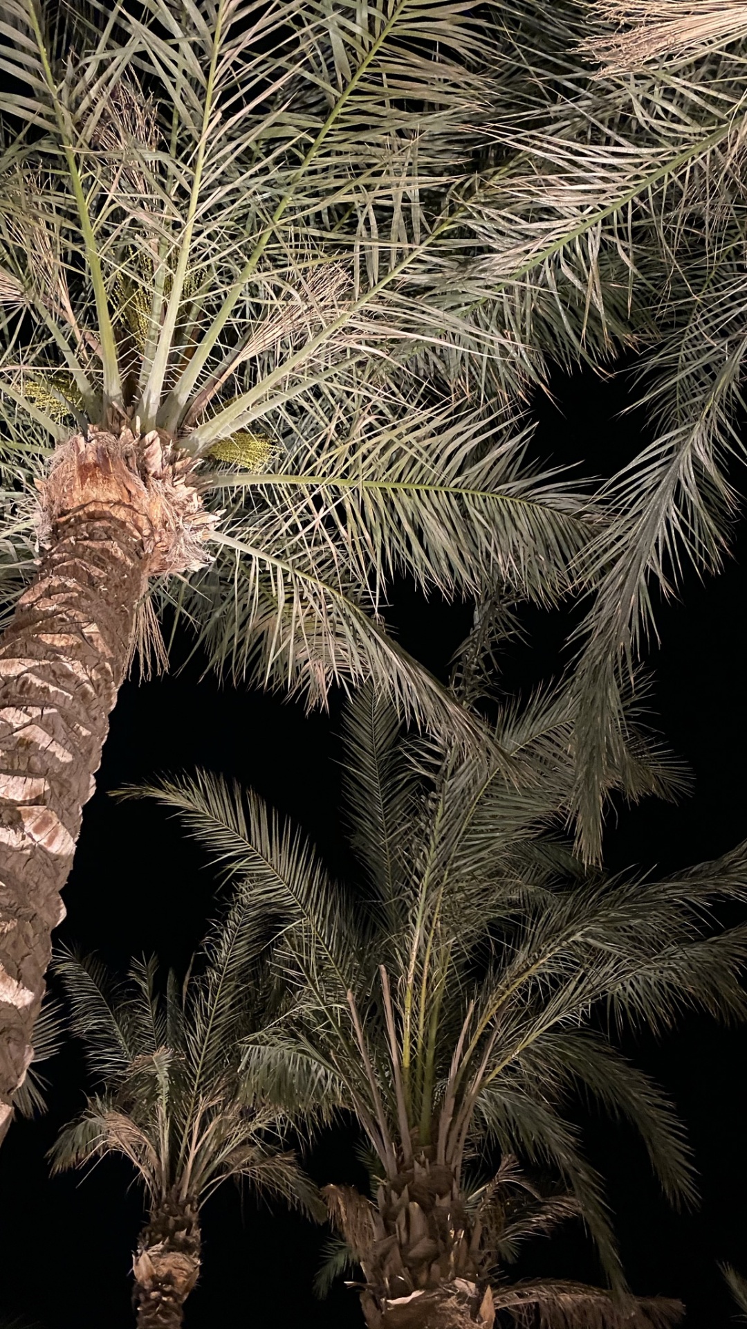 Vegetation, Palme, Dattelpalme, Natur, Botanik. Wallpaper in 1080x1920 Resolution