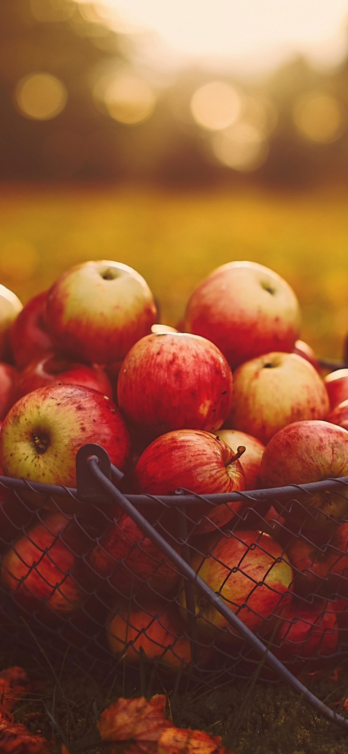 Pommes Rouges Dans un Panier Noir. Wallpaper in 1125x2436 Resolution