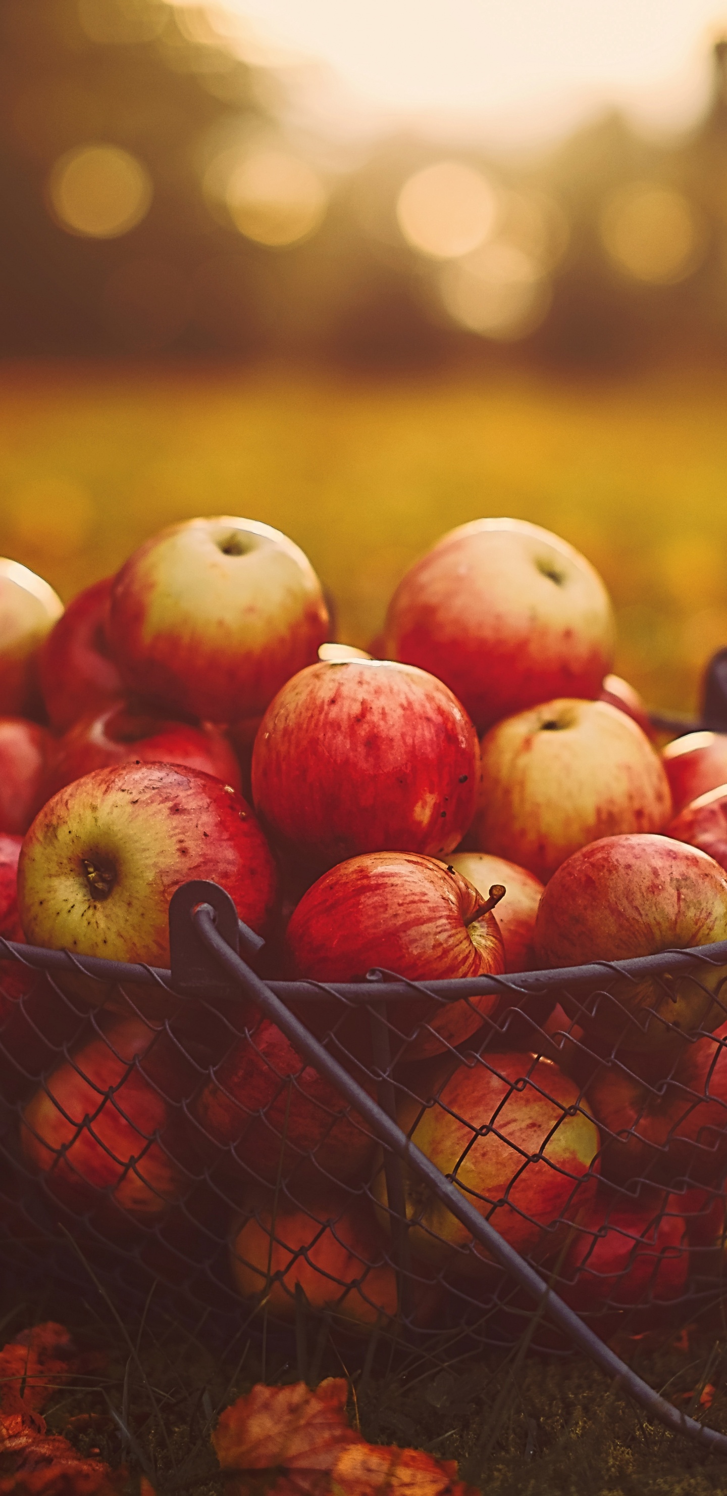 Apple, 红色的, 天然的食物, 食品, 仍然生活 壁纸 1440x2960 允许